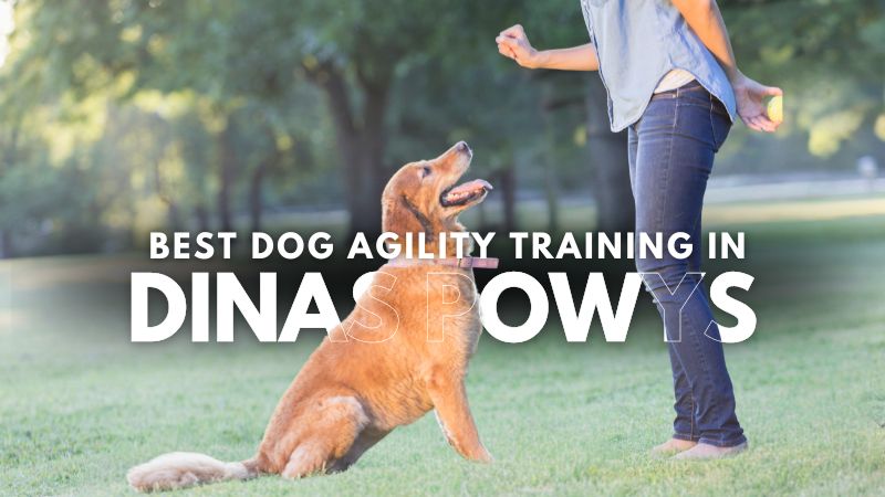 Best Dog Agility Training in Dinas Powys