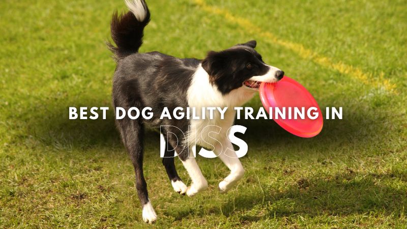 Best Dog Agility Training in Diss