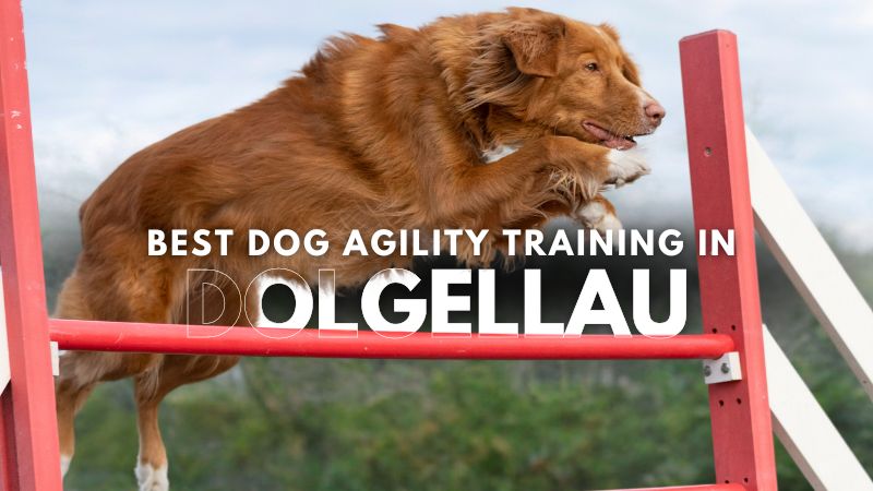 Best Dog Agility Training in Dolgellau