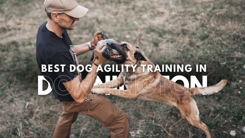 Best Dog Agility Training in Donnington