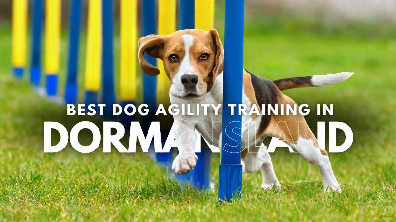 Best Dog Agility Training in Dormansland