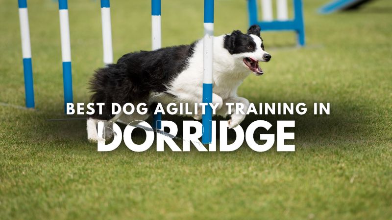 Best Dog Agility Training in Dorridge