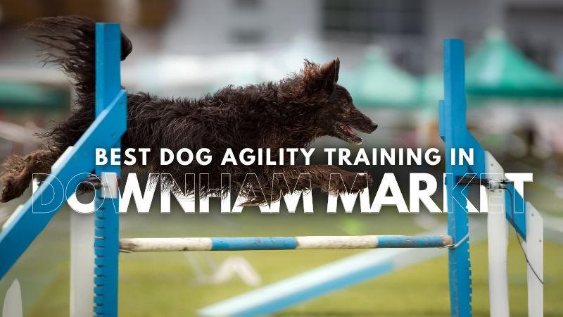 Best Dog Agility Training in Downham Market