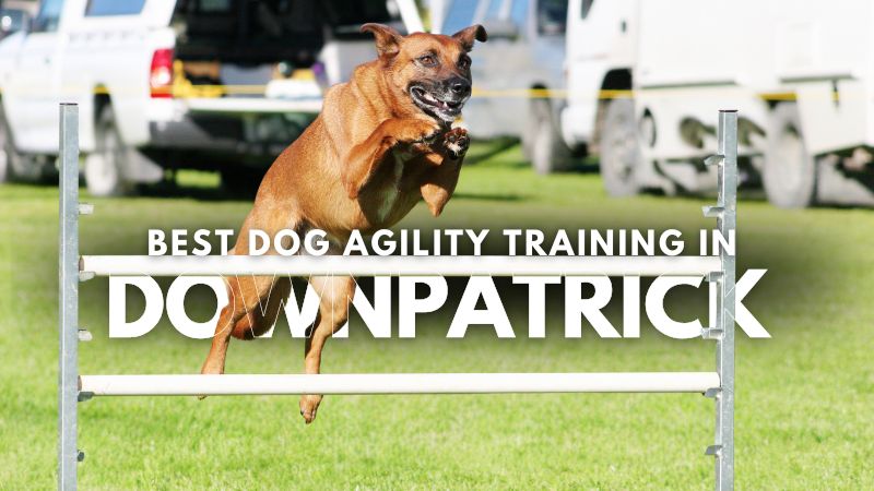 Best Dog Agility Training in Downpatrick