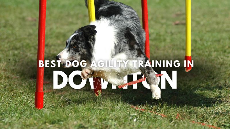 Best Dog Agility Training in Downton