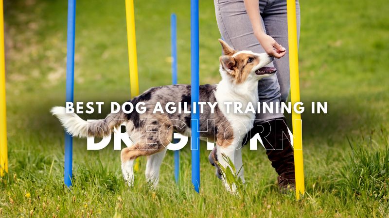 Best Dog Agility Training in Dreghorn