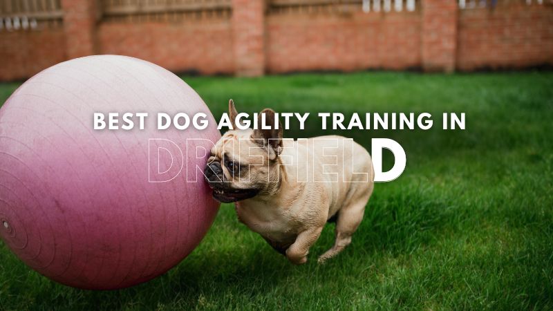 Best Dog Agility Training in Driffield