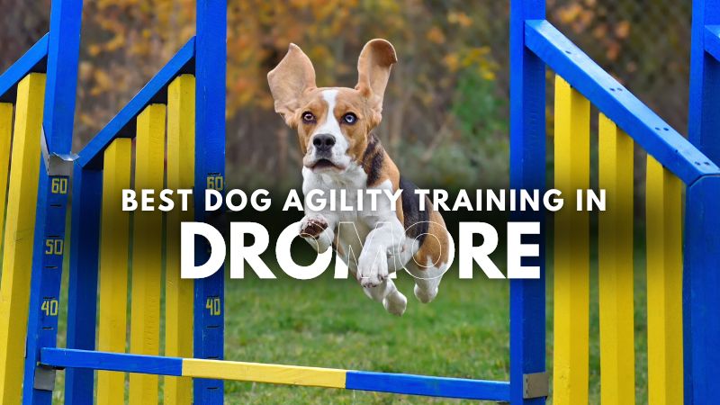 Best Dog Agility Training in Dromore