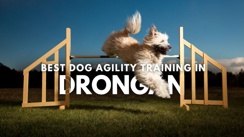 Best Dog Agility Training in Drongan