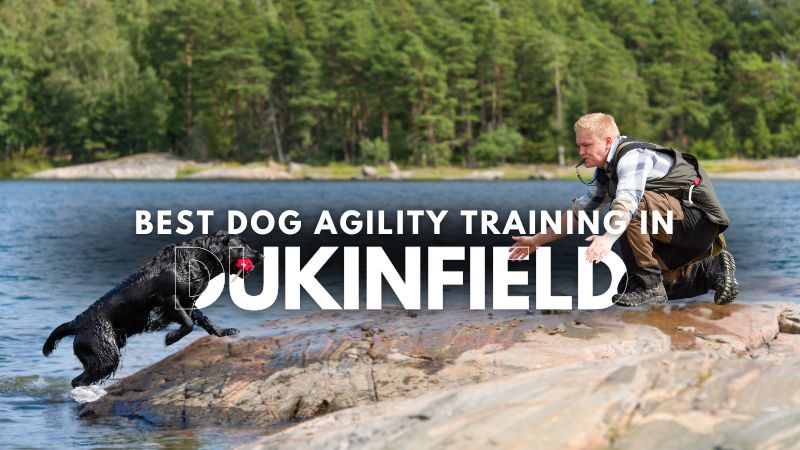 Best Dog Agility Training in Dukinfield