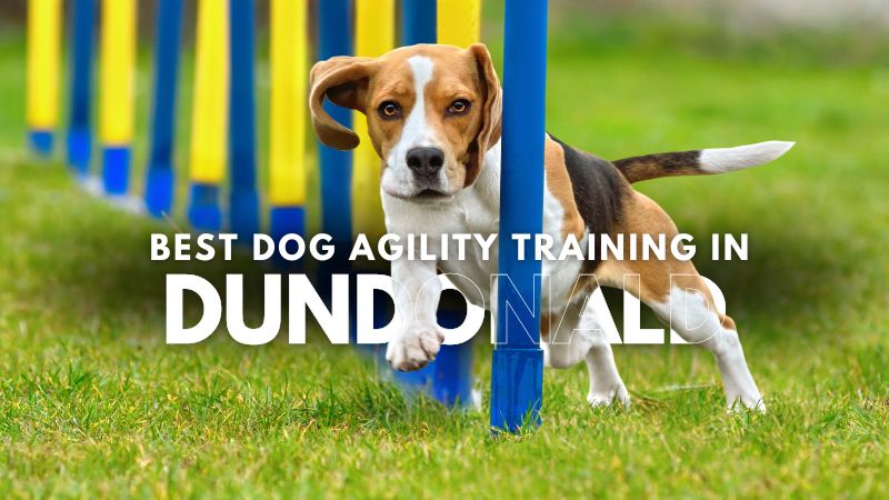 Best Dog Agility Training in Dundonald