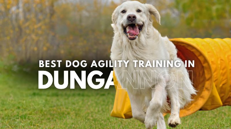 Best Dog Agility Training in Dungannon