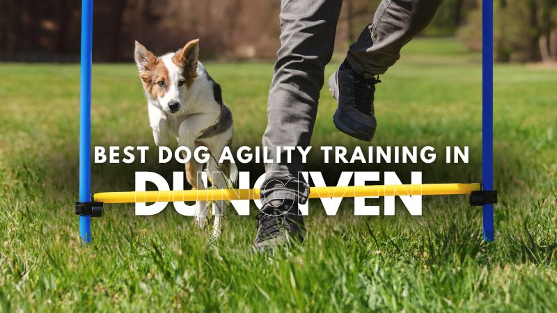 Best Dog Agility Training in Dungiven