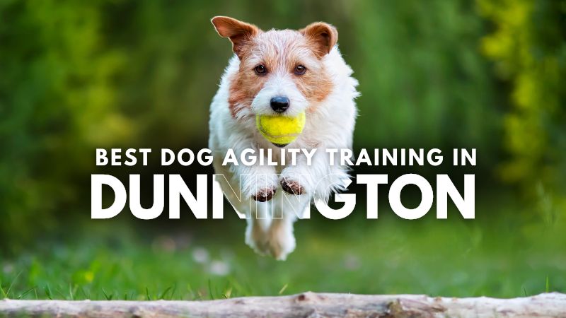 Best Dog Agility Training in Dunnington