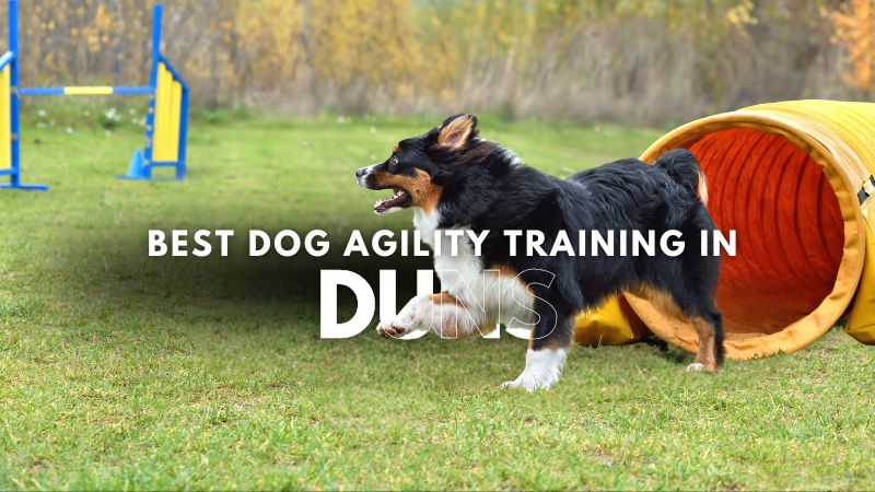 Best Dog Agility Training in Duns