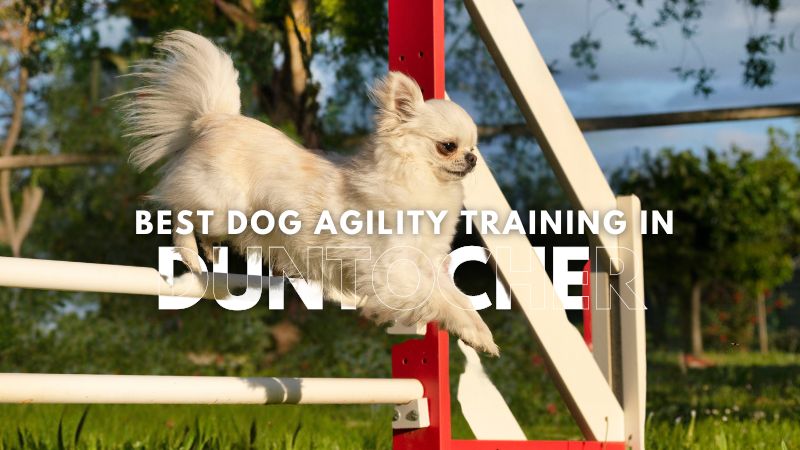 Best Dog Agility Training in Duntocher