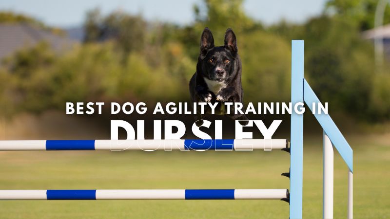 Best Dog Agility Training in Dursley