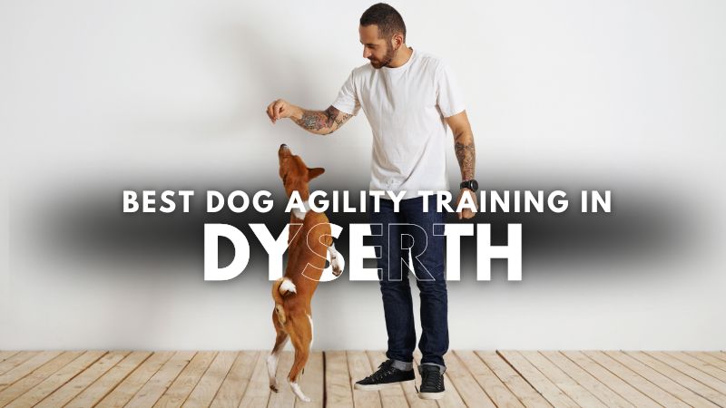 Best Dog Agility Training in Dyserth
