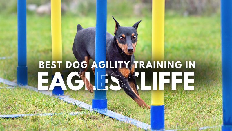 Best Dog Agility Training in Eaglescliffe