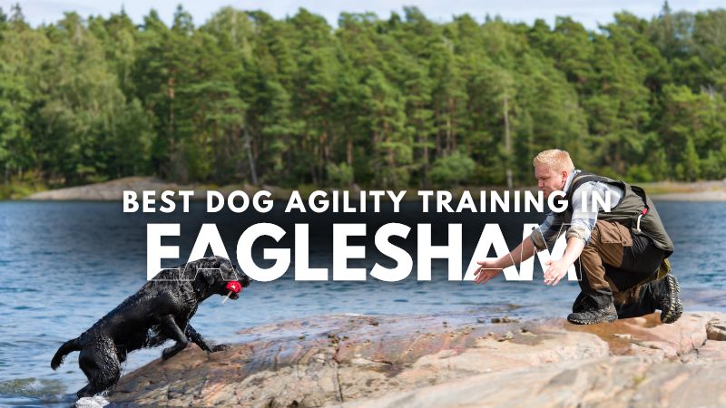 Best Dog Agility Training in Eaglesham