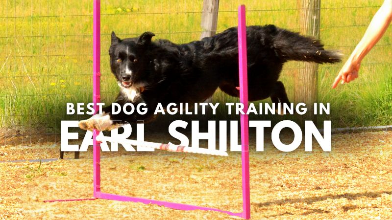 Best Dog Agility Training in Earl Shilton