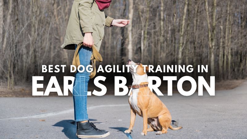 Best Dog Agility Training in Earls Barton