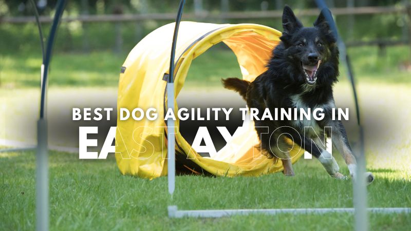 Best Dog Agility Training in East Ayton