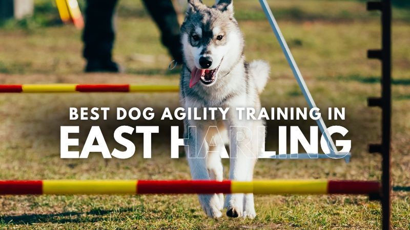 Best Dog Agility Training in East Harling