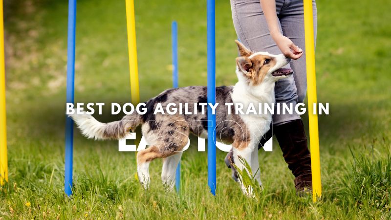 Best Dog Agility Training in Easton