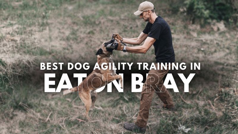 Best Dog Agility Training in Eaton Bray