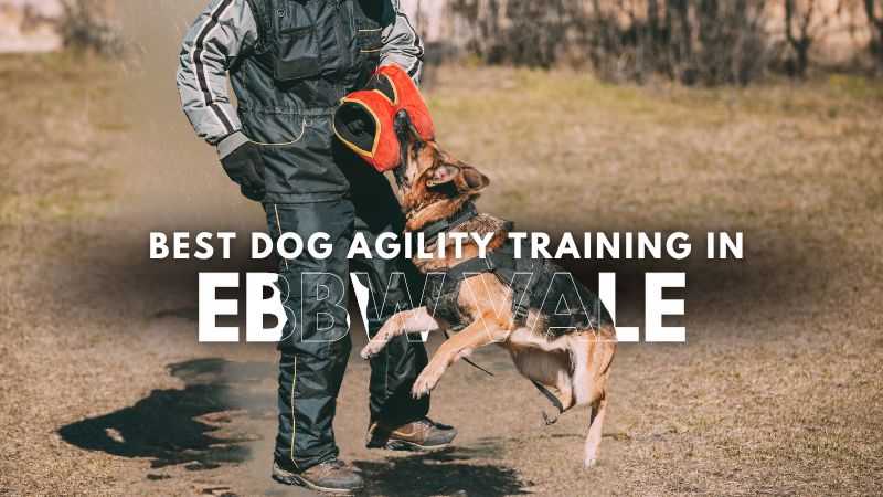 Best Dog Agility Training in Ebbw Vale