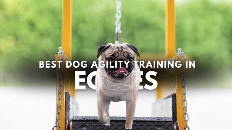 Best Dog Agility Training in Eccles