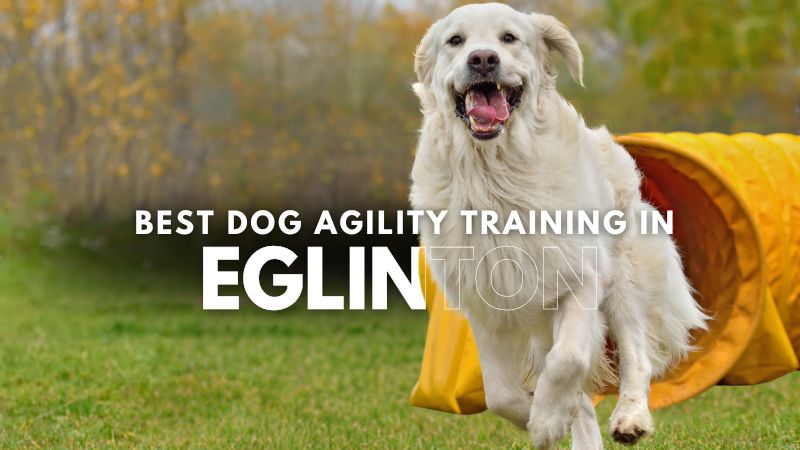 Best Dog Agility Training in Eglinton