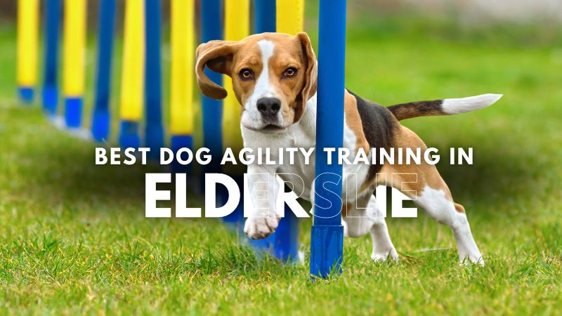 Best Dog Agility Training in Elderslie