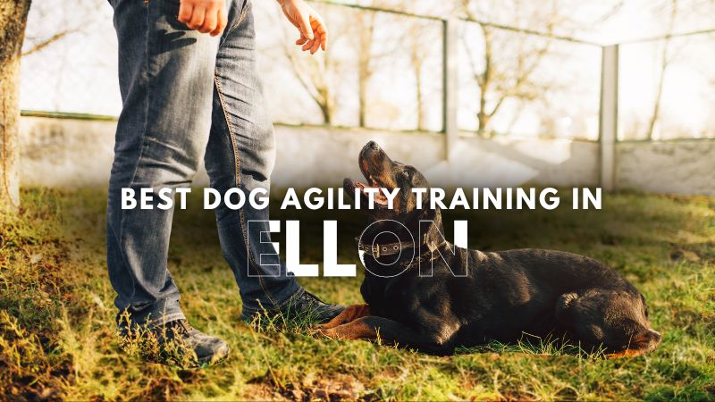 Best Dog Agility Training in Ellon