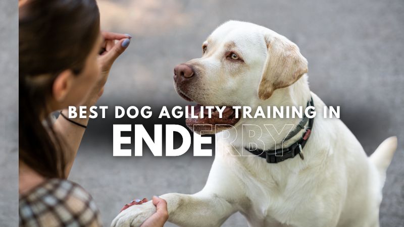 Best Dog Agility Training in Enderby