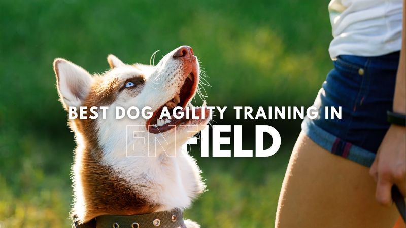 Best Dog Agility Training in Enfield