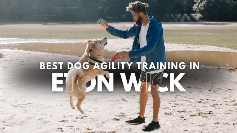 Best Dog Agility Training in Eton Wick