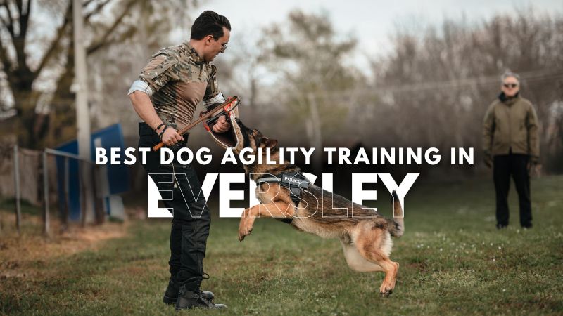 Best Dog Agility Training in Eversley