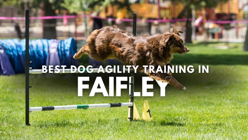Best Dog Agility Training in Faifley