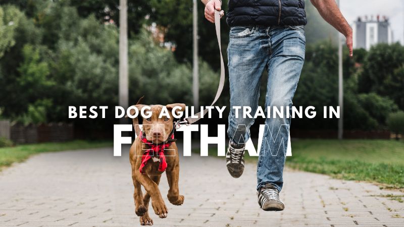 Best Dog Agility Training in Feltham