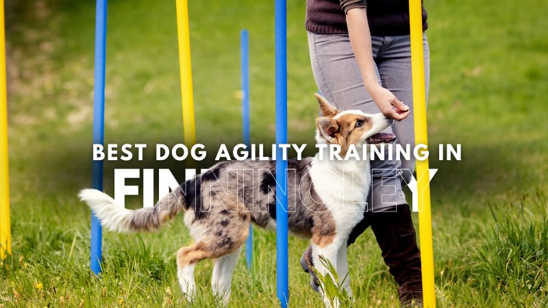 Best Dog Agility Training in Finningley