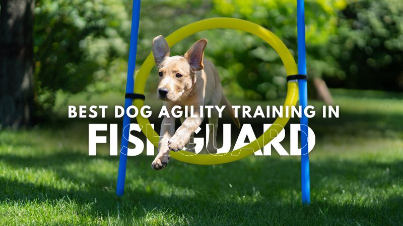 Best Dog Agility Training in Fishguard