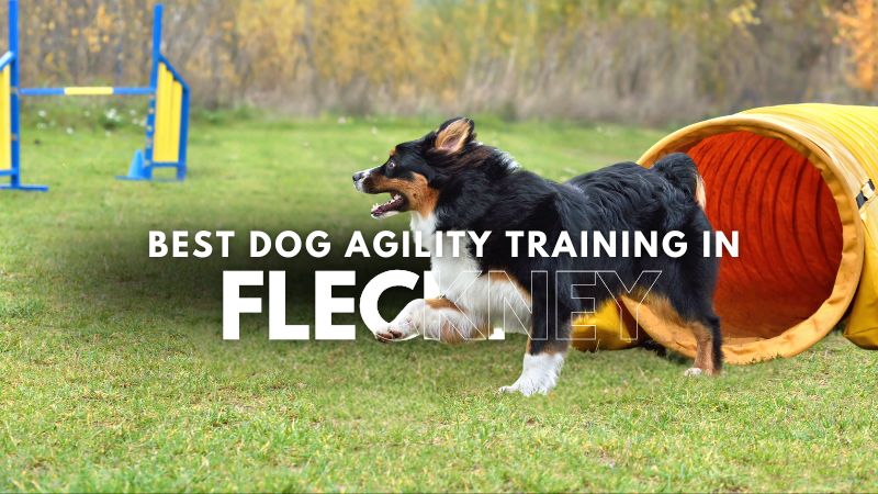Best Dog Agility Training in Fleckney