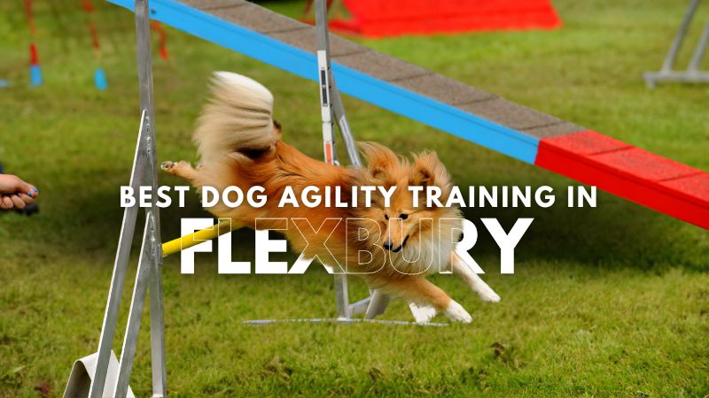 Best Dog Agility Training in Flexbury