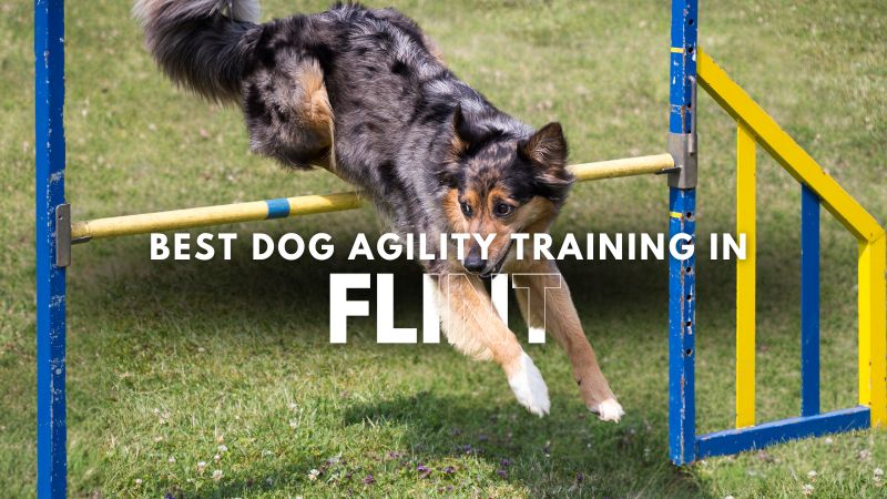 Best Dog Agility Training in Flint