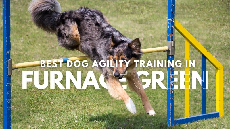 Best Dog Agility Training in Furnace Green
