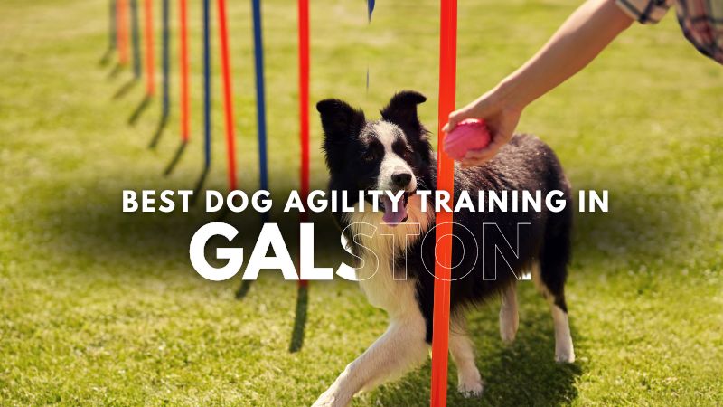 Best Dog Agility Training in Galston