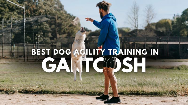 Best Dog Agility Training in Gartcosh