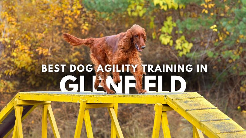 Best Dog Agility Training in Glenfield